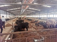 邮储银行产业贷助力肉牛养殖，养殖户增收致富啦