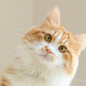 民间高利贷款_未面谈及查看证据材料律师回答仅供参考_私人高利贷款后果